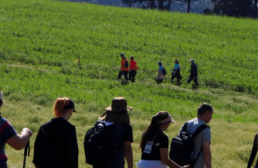 Campos de camomila atraem mais de 1,5 mil pessoas em caminhada por Mandirituba