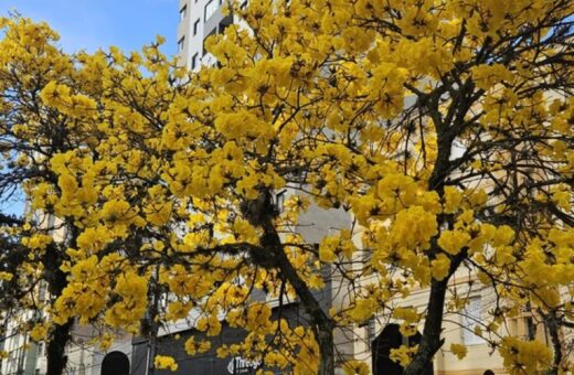 Ipês colorem o Paraná e anunciam a aproximação da primavera