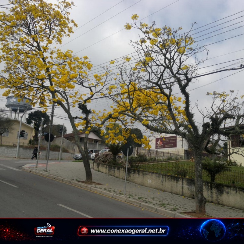 Ipês colorem o Paraná e anunciam a aproximação da primavera