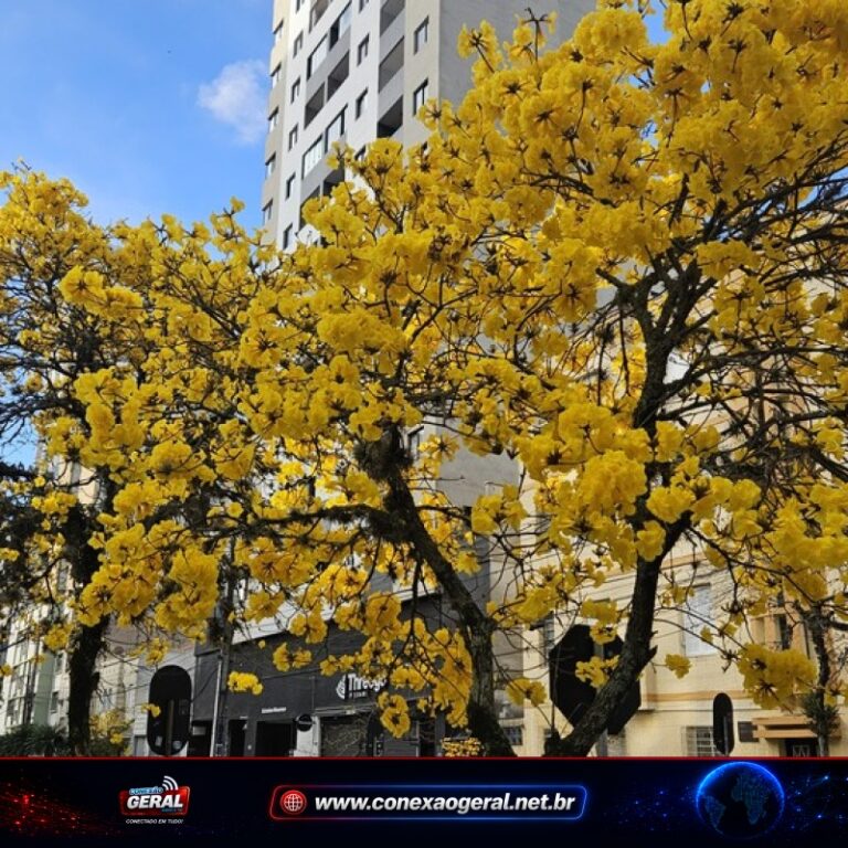 Ipês colorem o Paraná e anunciam a aproximação da primavera