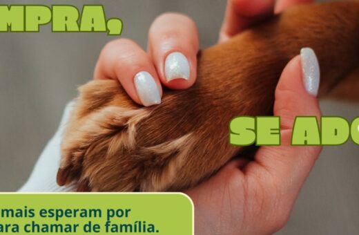 Colombo realiza feira de adoção neste sábado com cerca de 12 cães à espera de um lar