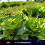 Paraná destina R$ 39,1 milhões a 13 projetos de agroecologia em 21 municípios