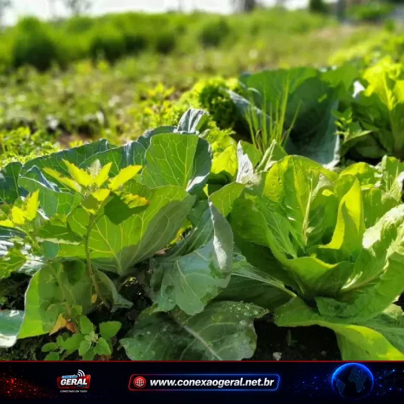 Imagem do projeto de agroecologia no Paraná divulgada com crédito de Denis Ferreira Netto/Sedest